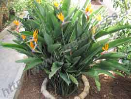 _Στρελίτσια βασιλίσσης ή Strelitzia reginae σε κήπο ΑΝΘΑΝΑΣΣΑ.