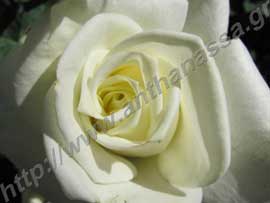 _Λευκό τριαντάφυλλο.