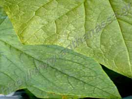 _Τροφοπενία αζώτου ή nitrogen deficiency σε φύλλα αγγουριάς.