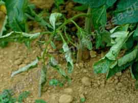 _Τροφοπενία φωσφόρου ή phosphorus deficiency.