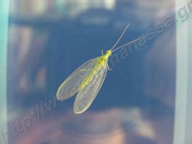 _Τέλειο έντομο χρύσωπας ή Chrysoperla carnea.