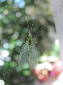 _Έντομο χρύσωπας ή Chrysoperla carnea.