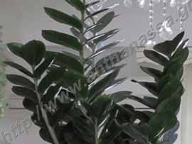 _Κόμη από ζαμιοκούλκας ή Zamioculcas zamiifolia.