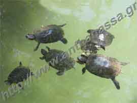 _Turtles in National Garden.