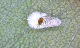 _Mealybug parasitized .