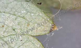 _Spider mite in strawberry.