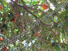 _Interior of leaves mass of citrus tree.