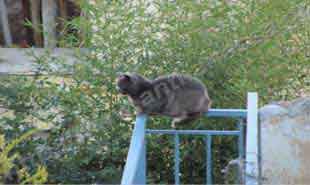 _Anafiotika at Acropolis and a cat.