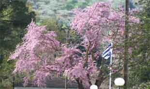 _Tree with blossoms in Aliartos.