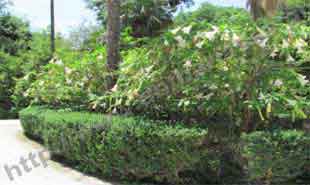 _Fence with plants.