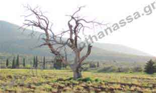 _Dead cedar tree near Amfikleia.