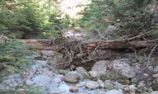 _Tree trunk in stream on mount Parnassus.
