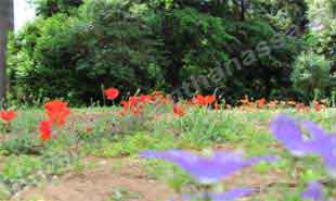 _Flowers in National Garden.