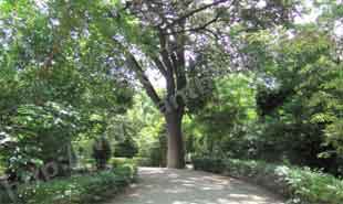 _Pathway in National Garden.